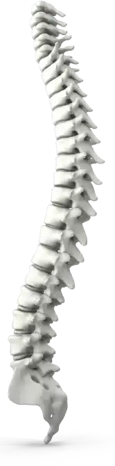 Coluna vertebral